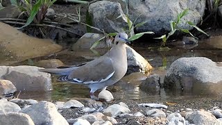 Whitewinged Dove in Costa Rica [upl. by Esirrehc867]