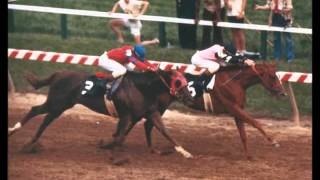 Alydar Tribute [upl. by Zorina]