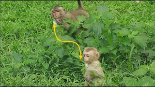 wow  Monkey Brady is close and open with baby Robin [upl. by Euqinu172]