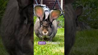 Part4 the best rabbit breeds that make a wonderful pets 🐰 [upl. by Patin]