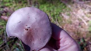 Lepista nuda nicorete vânăt ciupercă mov wood blewit amethyst lepista blue gilled agaric [upl. by Ynatsed]