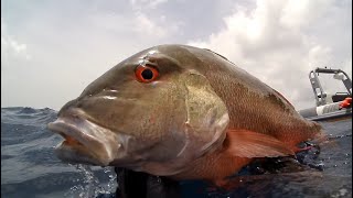 Pêche sous marine sur 29 m poids variable fishing spearfishing fish guadeloupe [upl. by Erek977]