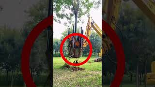 Tree relocator machine [upl. by Rosol]