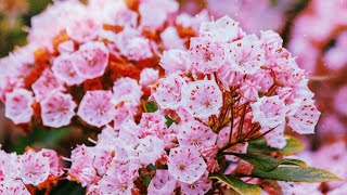 Pennsylvania State flower in bloom Mountain Laurel 🌸 [upl. by Brackely]