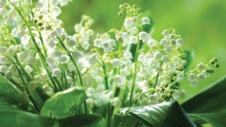 How to plant bare root Lily of the Valley [upl. by Leinad469]