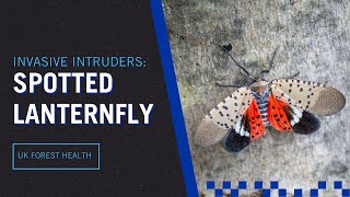 Invasive Intruders Spotted Lanternfly [upl. by Eelrebma]