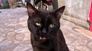 Unsociable black cat is not afraid of camera but at the same time he behaves very carefully [upl. by Eema]