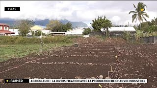 Agriculture  la diversification avec la production de chanvre industriel [upl. by Avlis]