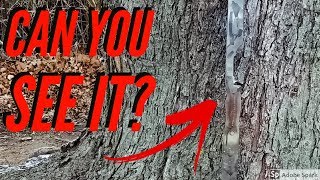 Camouflage Paint Your Traditional Recurve Bow Camo With Rattle Can Spray Paint [upl. by Inhoj]