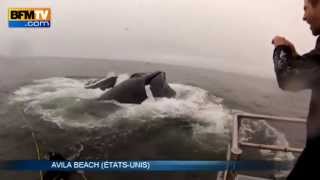 Images impressionnantes de deux plongeurs qui ont failli être avalés par des baleines  2405 [upl. by Adrianne404]