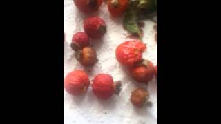 Rose Hips Properties and a Tea Recipe [upl. by Adnih]