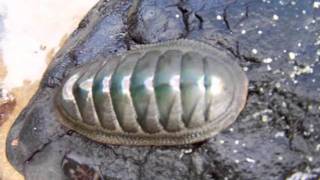 Australian chiton [upl. by Aerdnna]