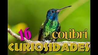 16 ASOMBROSAS CURIOSIDADES DEL COLIBRÍ [upl. by Sorilda323]