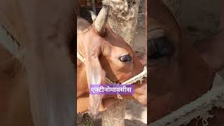 Actinomyces disease shortvideo trending RangrezzDairyfarm AnimalHT2721 animallover 👑🌺🌺💉🩺 [upl. by Sheaff110]