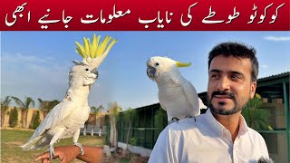 Cockatoo Price in Pakistan  Cockatoo Bird White Angel Bird Parrot [upl. by Annirac]