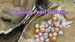 Extracting real pearls from oysters  Benefits of Pearls [upl. by Novad925]