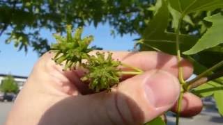 Sweetgum Liquidambar styraciflua [upl. by Aerdnaek516]