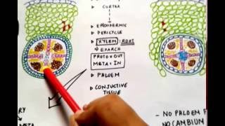 Difference between Dicot amp Monocot Roots Theory amp Diagrams  Quick Lectures [upl. by Cyrille451]