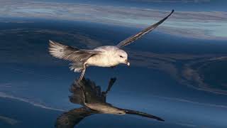 The Fulmar Close Up HD Footage Fulmarus glacialis birds birdlife birdwatching [upl. by Iline962]