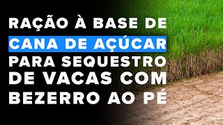 Ração à base de cana de açúcar para sequestro de vacas com bezerro ao pé [upl. by Oliy]