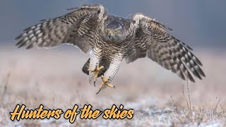 GOSHAWK HUNTENS OF THE SKIES  हिंदी डॉक्युमेंट्री  Wildlife Documentary in Hindi [upl. by Skipton]