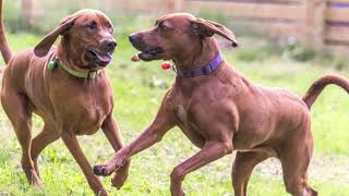 Redbone Coonhound Dog Redbone Coonhound as a Pet How to Take Care of a Redbone Coonhound [upl. by Elauqsap146]