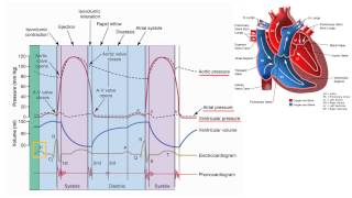 SGL Electrical conduction and Wiggers diagram [upl. by Maribel]