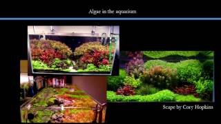 Algae in the planted aquarium  Systems design and control [upl. by Ynwat]