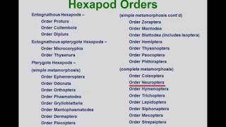 Entomology 1111  2018  Lecture 06  Introduction to the Hexapoda insects part 2 [upl. by Demetra195]