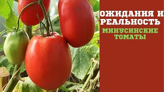 ОЖИДАНИЯ и РЕАЛЬНОСТЬ МИНУСИНСКИЕ ТОМАТЫ [upl. by Theodora]