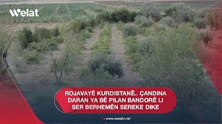 Rojavayê Kurdistanê Çandina daran ya bê pilan bandorê li ser berhemên sereke dike [upl. by Thacher]