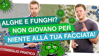 Alghe e funghi addio alle facciate verdi [upl. by Akissej]