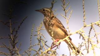 פיפיון ארך רגליים  Richards Pipit  Anthus richardi [upl. by Galer469]