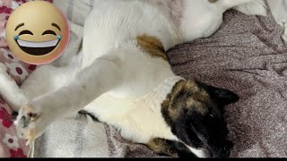 Akita Sleeping Habits That Will Make You Laugh Out Loud  Akita Life [upl. by Zat52]