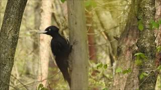 Black woodpecker song  picchio nero in canto Dryocopus martius [upl. by Ojytteb]