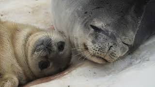 How Moms Matter To Weddell Seal Pups [upl. by Leigh]