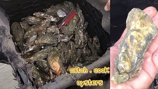 Catch Clean amp Cook OYSTERS ROCKEFELLER [upl. by Nlyak]