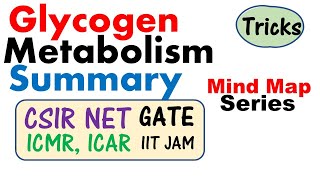 Glycogen metabolism regulation  Biochemistry lecture for CSIR NET GATE ICMR JRF IIT JAM exam [upl. by Livvie]