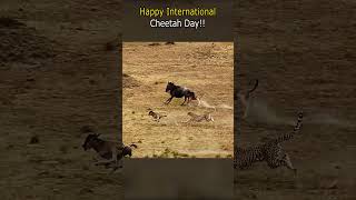 Happy International Cheetah Day AnimalAwareness [upl. by Wampler]