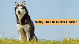 Five Causes of Husky Howling  The Secret Language of Huskies [upl. by Gosney]