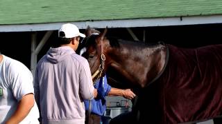 Vinceremos bathing on Sunday at Churchill Downs [upl. by Bernete881]