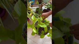 Neon pothos hack Make pothos bushier “Money Plant” dubai shorts plants garden [upl. by Alema]