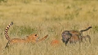 Lost Cheetah Calling Brother Attracts Aggressive Baboons Instead [upl. by Landy]