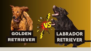 Golden Retriever vs Labrador Retriever which is more intelligent and Amazing Top intelligent Dog [upl. by Sekyere]