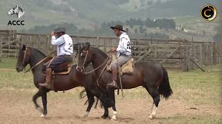 Credenciadora Mixta Cabaña Santa Ana  Prueba de Campo 2 Machos [upl. by Acired536]