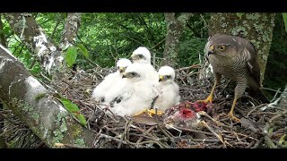 Sparrowhawk nest  from egg to first flight  ハイタカの巣  새매 [upl. by Andros722]