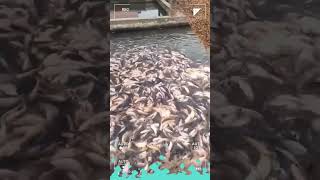 Unbelievable river teeming with fish and fypシ゚viral shortvideo fish ikannila ikankonsumsi [upl. by Linus]