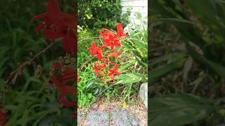 Montbretia montbretia plant redflowers redplants naturewave nature botony flora plantwave [upl. by Avril]