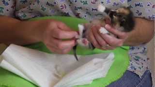 Orphaned Kitten Care How to Videos  How to Stimulate an Orphaned Kitten to Urinate and Defecate [upl. by Beeson883]