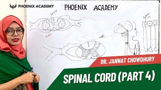 Spinal Cord । Part 4 । Sensory amp Motor pathway । Ascending amp Descending Tracts [upl. by Nivre]